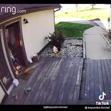 A bird fights with a little girl, a rooster