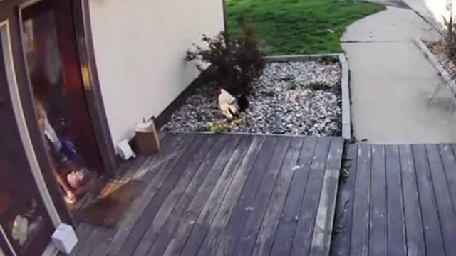 A bird fights with a little girl, a rooster