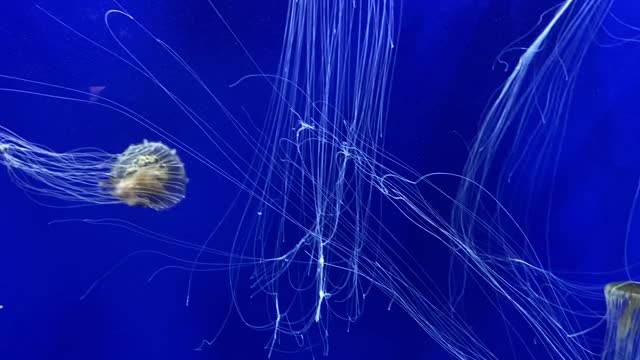 Group of Jellyfish Swimming Underwater