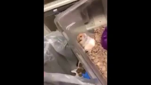 Hamster Scared Original Video