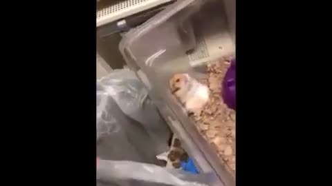 Hamster Scared Original Video