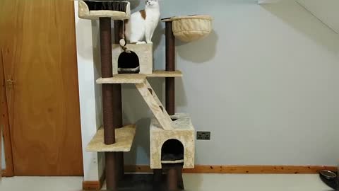 Cats & Kitten React To New Cat Tree