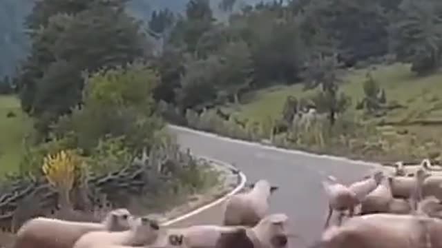 The sheeple will get involved eventually... that is all the sheeps now