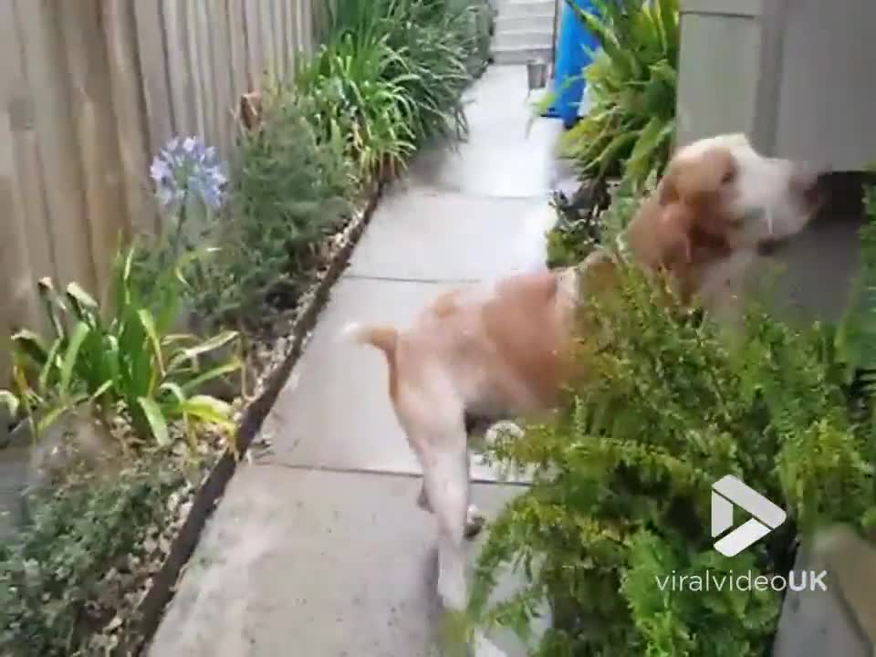 Dog loves chasing bubbles