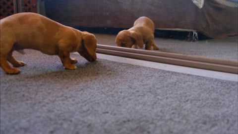 Dog barking his own reflection in the mirror