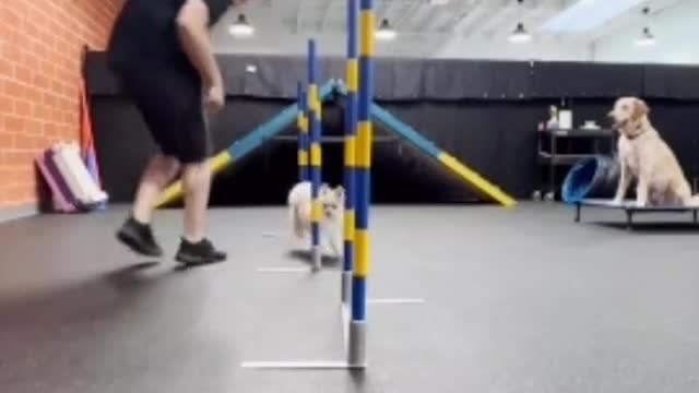 How do they train agility dog