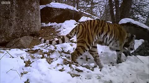 Siberian Tiger Kill - Operation Snow Tiger