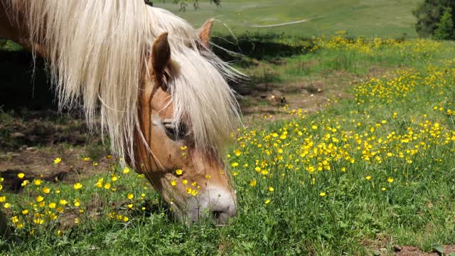 The Kyot horse is hungry and eats from weeds