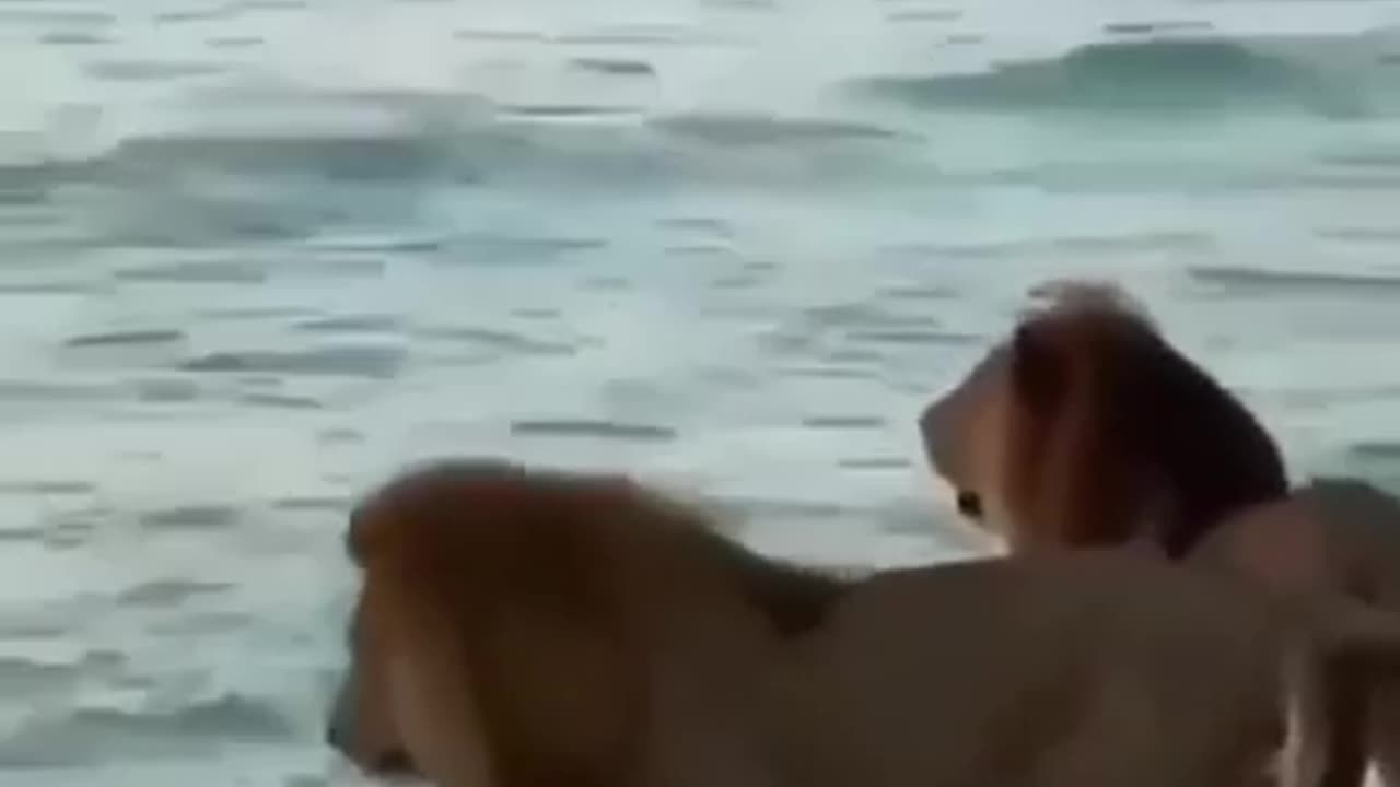 lions funny moment 😊animals funny video #short