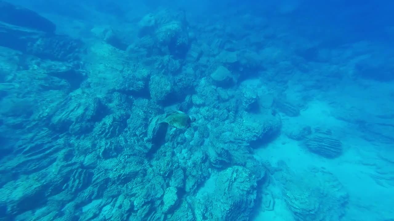 Relaxing & Perfect ocean turtle moves