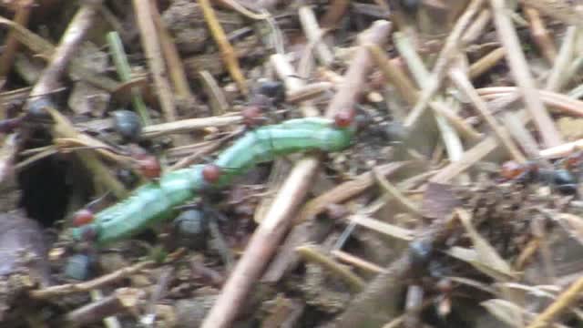 Ant in your pants