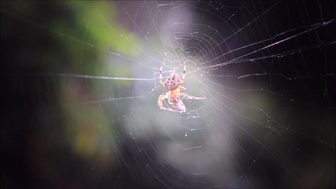 Close Up Video Of A Spider