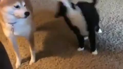 Funny cats and dogs compilation 🤣