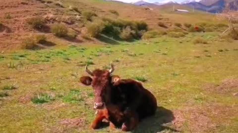 The old cow alone lie under the blue sky, carefree