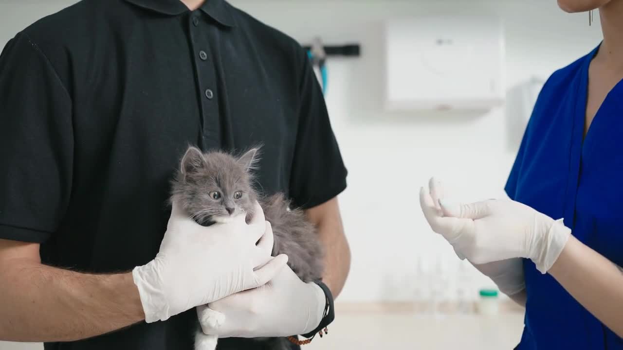 closeup veterinarian gave the kitten an injection vaccine