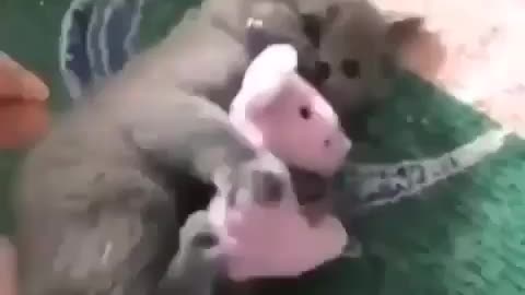 Cats funny 😂