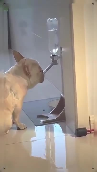 THE CUTES AND SMART DOG !