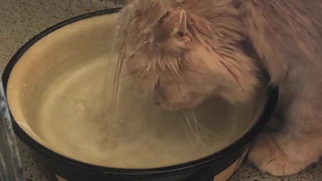 Kitty Has a Shower and a Drink Simultaneously