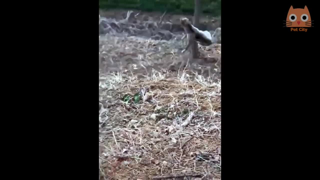 Gatitos graciosos