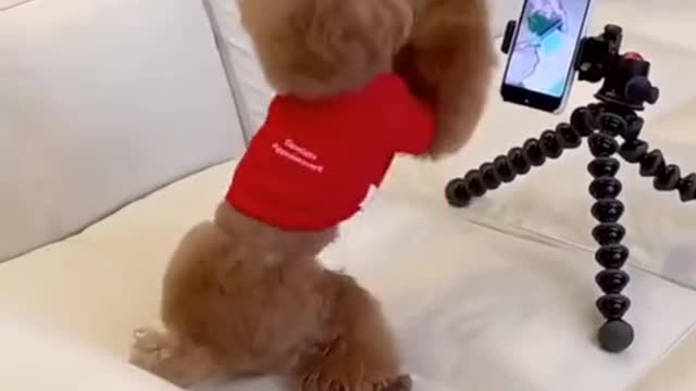 Dog playing tiktok