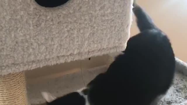 White cat playing with other cat