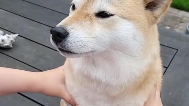 Dog funny video