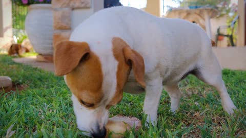 A pet dog munching on a large bone