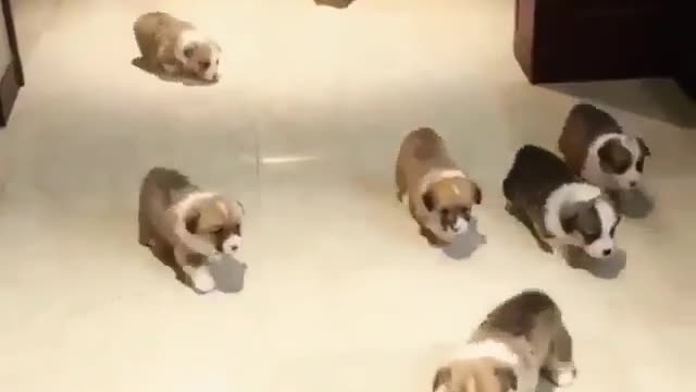 Lovely little animals