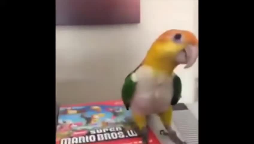 FUNNY PARROTS COMPILATION