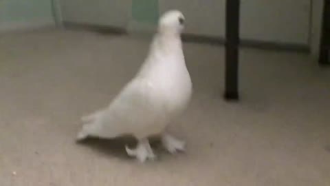 Pet Pigeon Put Himself to Bed