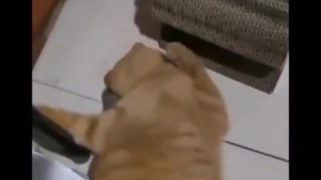Funny cat