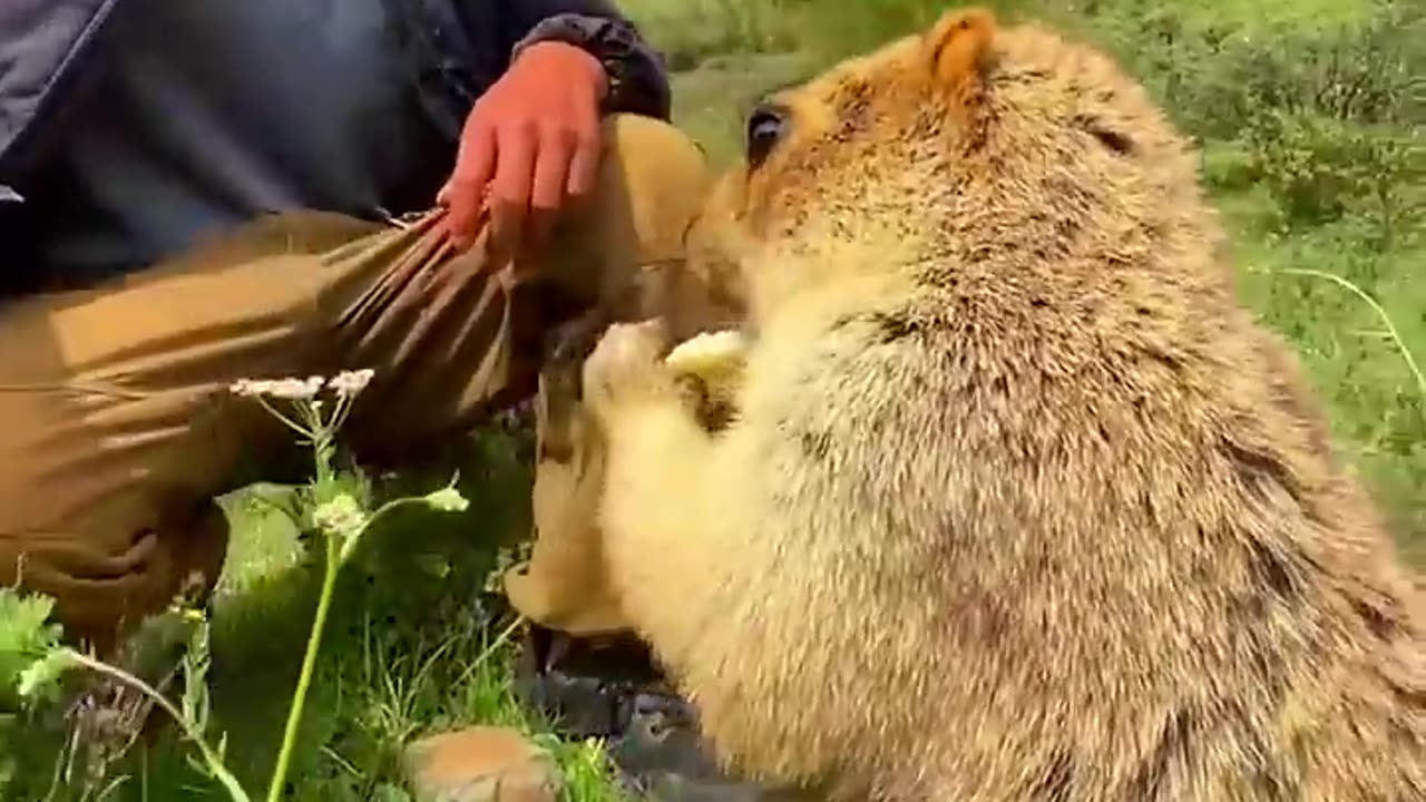 Cute Wild animal bobak marmot or prairie dog eating cookies yummy 57