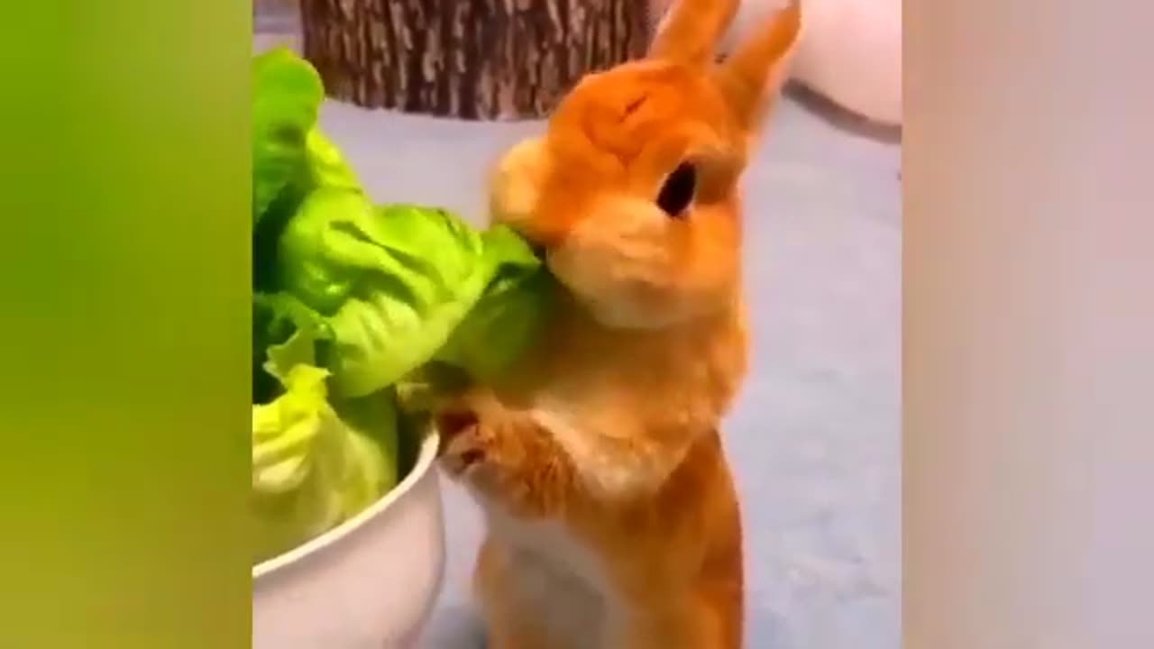 Funny animals video😂😂😂