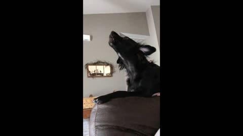 Kablooey the howling woob