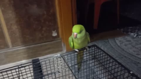 so amazing talkative Parrot 🐦🐦