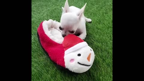 Best Animals 🔴 2 Minutes of Funny Cats and Dogs Videos 2022