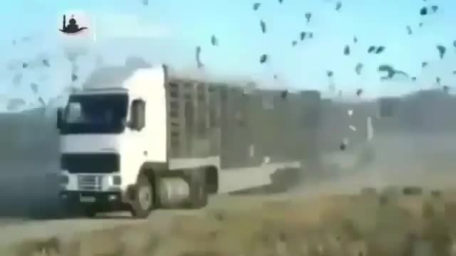 Bird masterpieces