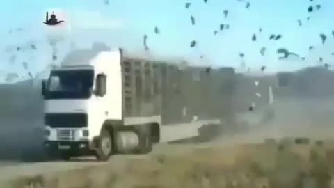 Bird masterpieces