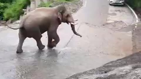 Elephant attack on people - look how dangerous it is