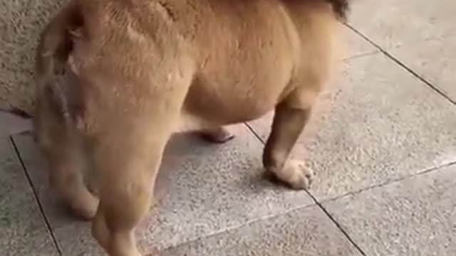 A Small Lion or Else? What you think๐๐