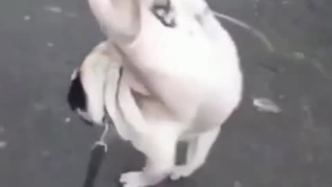 Funny puppy peeing upside down