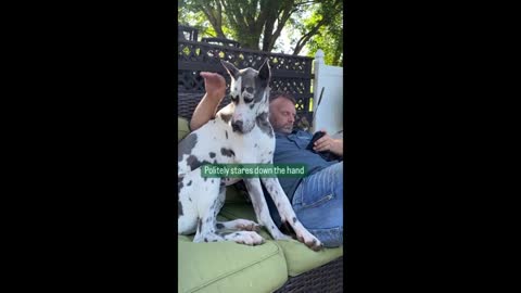 Dog makes it clear she wants to petted at all times