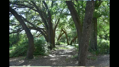 Visit to Charleston Tea Co, 2019