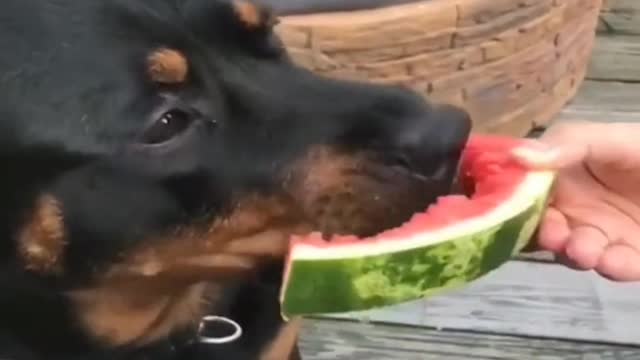 single dog
