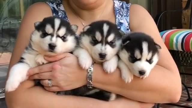 three new members