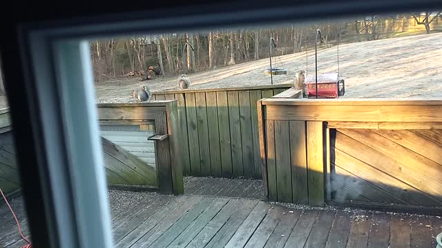 texaspete and humpy feeding the birds