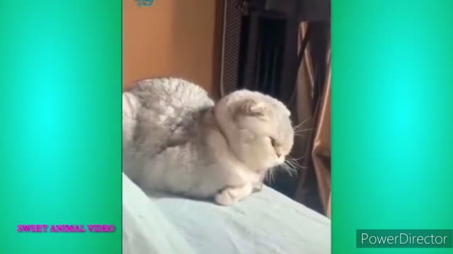 Cute & Funny Animals Videos 🐕‍🦺 Pets, Dogs & 🐱 Cats Compilation 2022