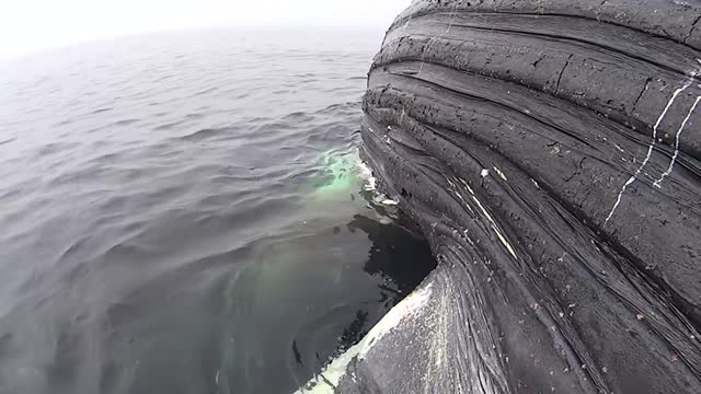 Pregnant white shark feasts upon dead whale Scarlett in Dana Point