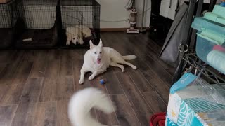 Great Pyrenees 6 month old