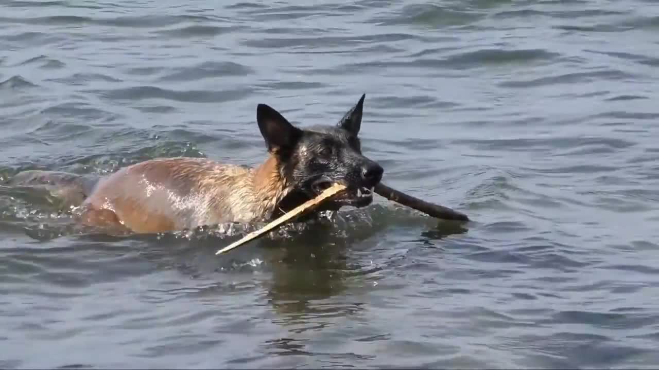 Dog swimming video__Dog video cute animals videos _constant moment